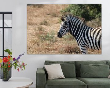 Afrikanisches Zebra von Stephanie Visser