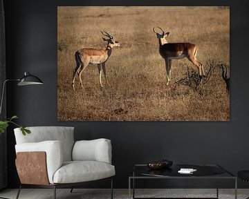 African Gazelle van Stephanie Visser