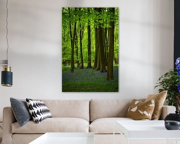 Forest hyacinths in a forest in England by Anges van der Logt