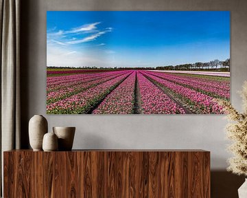Tulpenveld