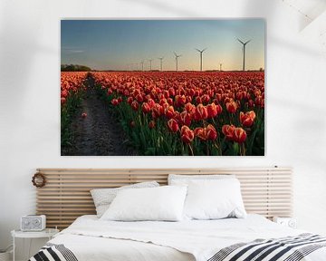 Een tulpenveld in Noord Holland met moderne windturbines in de achtergrond