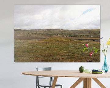 Icelandic plain