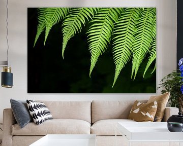 Green fern in front of dark background by Ulrike Leone