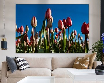 dutch tulips van Fokke Terpstra