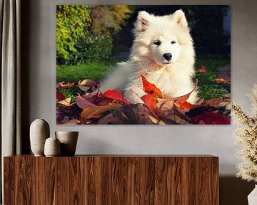 Samoyed van Bo Valentino