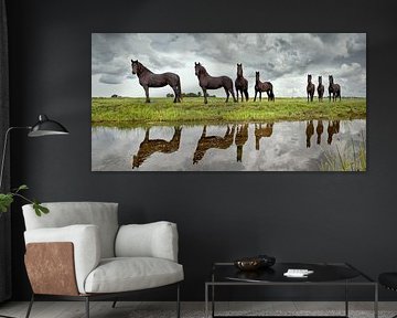 Junge Friesenpferde in Lemmer