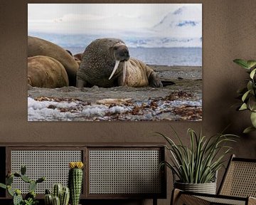 Walrus by Merijn Loch