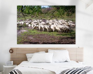 Sheep on the heath at the Posbank by Marcel Rommens