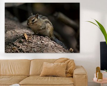 Siberian ground squirrel by Marc van Tilborg