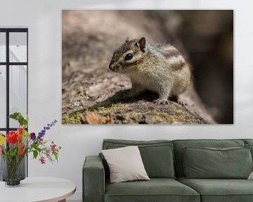 Siberian ground squirrel by Marc van Tilborg