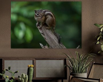 Siberian ground squirrel on a branch by Marc van Tilborg