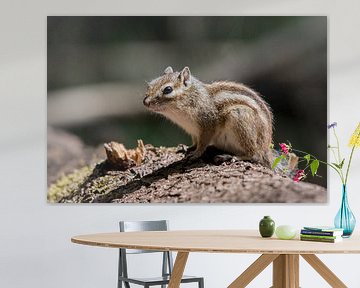 Sibirisches Erdhörnchen in der Sonne von Marc van Tilborg