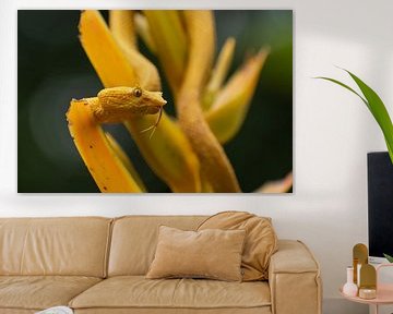 Yellow eyelash palm pitviper in Costa Rica van Mirjam Welleweerd