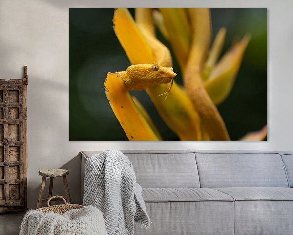 Yellow eyelash palm pitviper in Costa Rica