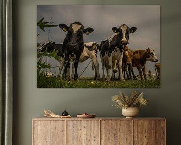 Nieuwsgierige koeien van Wolbert Erich