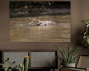 Krokodil im Fluss in Costa Rica. von Mirjam Welleweerd