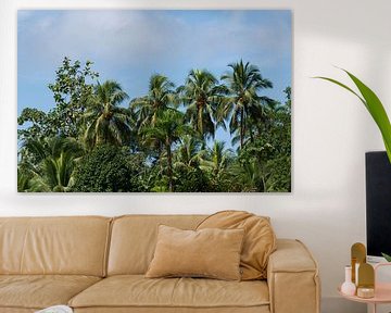 Des palmiers dans la forêt tropicale Costa Rica sur Mirjam Welleweerd