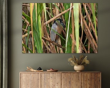 Boat-billed reiger in het riet in Costa Rica van Mirjam Welleweerd