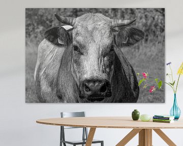 Dikbil koe portret  'nieuwsgierigheid' van Jolanda de Jong-Jansen