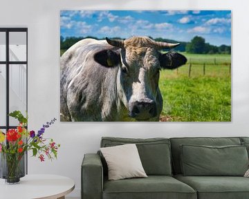 Dikbil koe kijkend naar de camera van Jolanda de Jong-Jansen