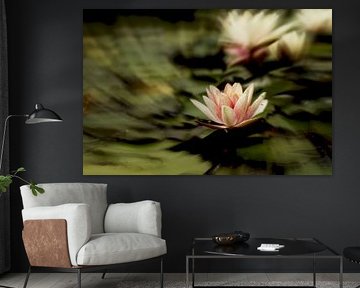 Waterlily