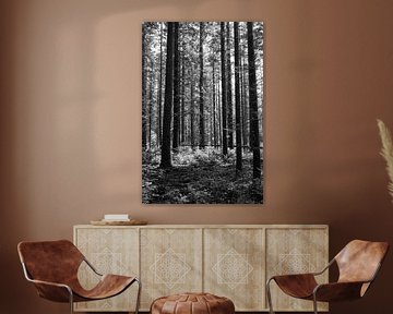 A forest in black and white