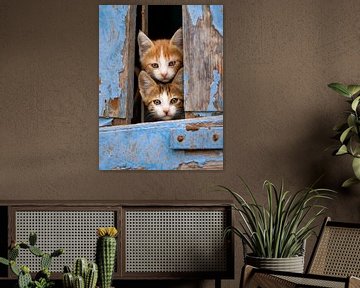 Cute Kittens in a Blue Window by Katho Menden