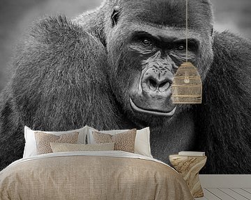 Silverback Gorilla man by Patrick van Bakkum