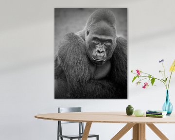 Zilverrug Gorilla man van Patrick van Bakkum