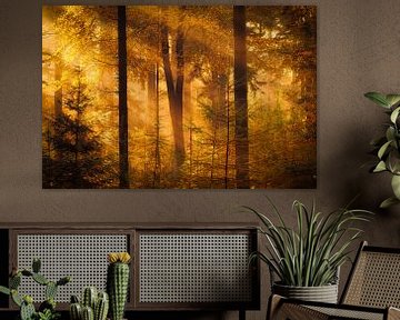 Drenthe en automne - Photo d'automne des forêts près de Gasteren en Drenthe avec une belle lumière sur Bas Meelker