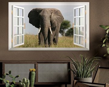 Een olifant kijkend in het open raam van Bert Hooijer