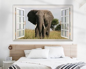 Een olifant kijkend in het open raam van Bert Hooijer