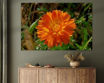 Oranje goudsbloem met dauwdruppels van cuhle-fotos