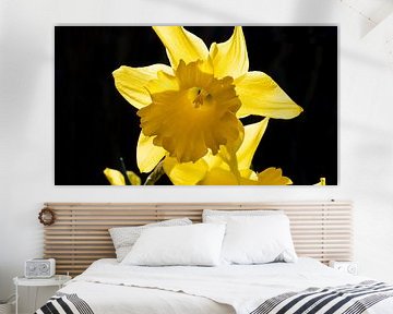 Yellow Daffodil on black background by Robin Jongerden
