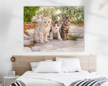 Drie babykatten in een Griekse steegje van Katho Menden