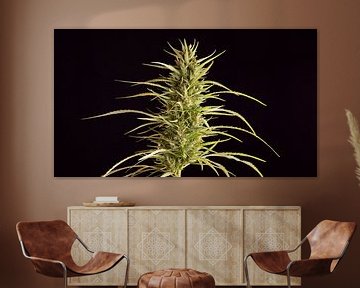 Cannabis in bloei close-up van Robin Jongerden