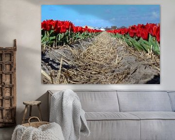 Rode tulpen in Nederlands landschap van Robin Jongerden