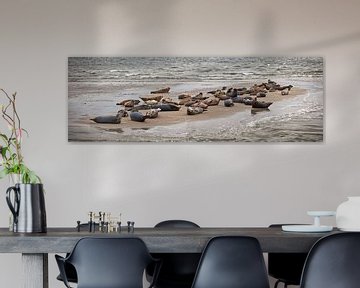 Auf einer Sandbank ruhende Robben von Frans Lemmens