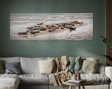 Phoques reposant sur un banc de sable sur Frans Lemmens