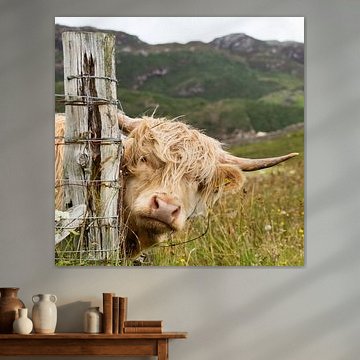 Schottischer Highlander in Schottland sagt kiekeboe! von Karin de Jonge