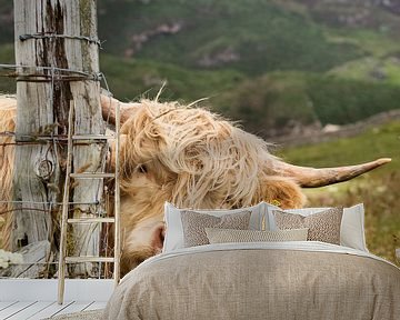 Schottischer Highlander in Schottland sagt kiekeboe! von Karin de Jonge