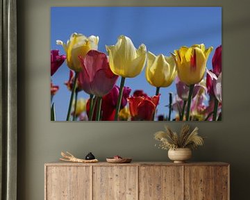 Kleurrijke tulpen en blauwe lucht van cuhle-fotos
