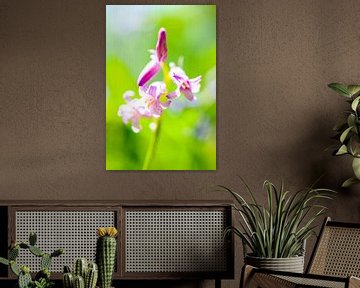 Wilde Hyacint van Sjoerd van der Wal Fotografie
