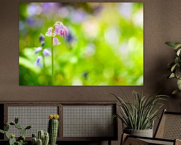 Fleurs de Bluebell au printemps sur Sjoerd van der Wal Photographie