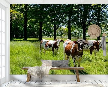 Cows in a field during summer by Sjoerd van der Wal Photography