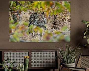 Curious leopard by Denise Stevens