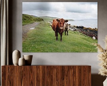 Koeien in Schotland van Katrin Friedl Fotografie