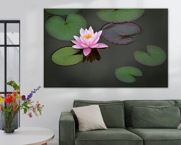 pink water lily