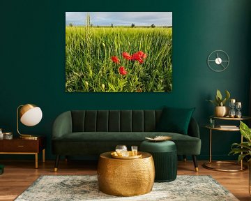 Klaprozen en gerst / Poppies and barley