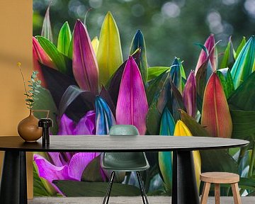Bunte Regenbogen-Lilien
